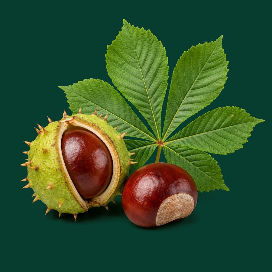 Castaño de Indias