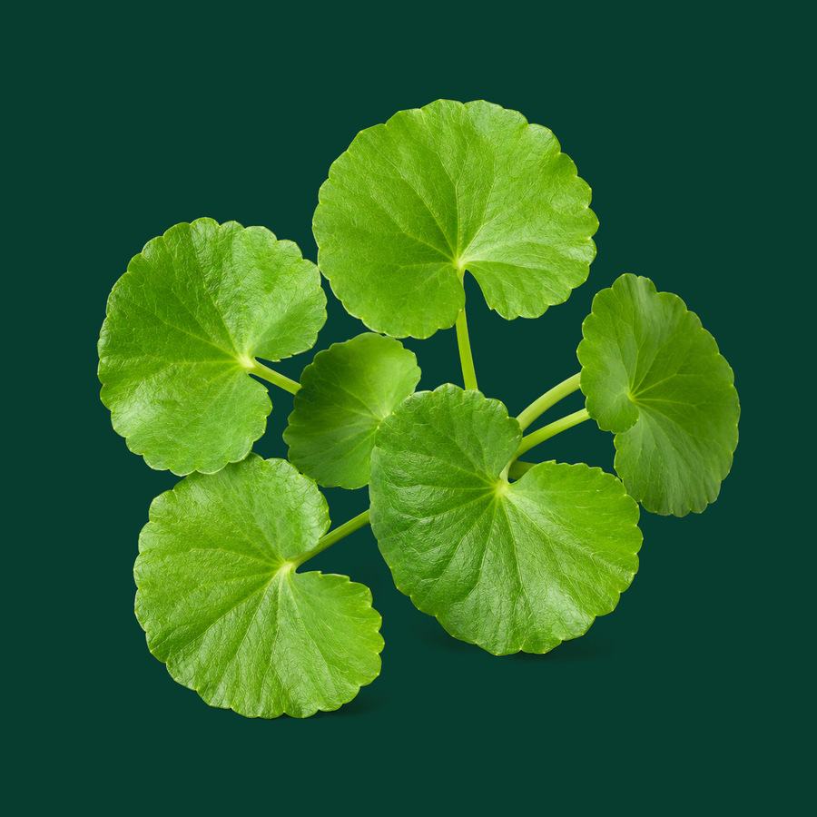 Centella asiática