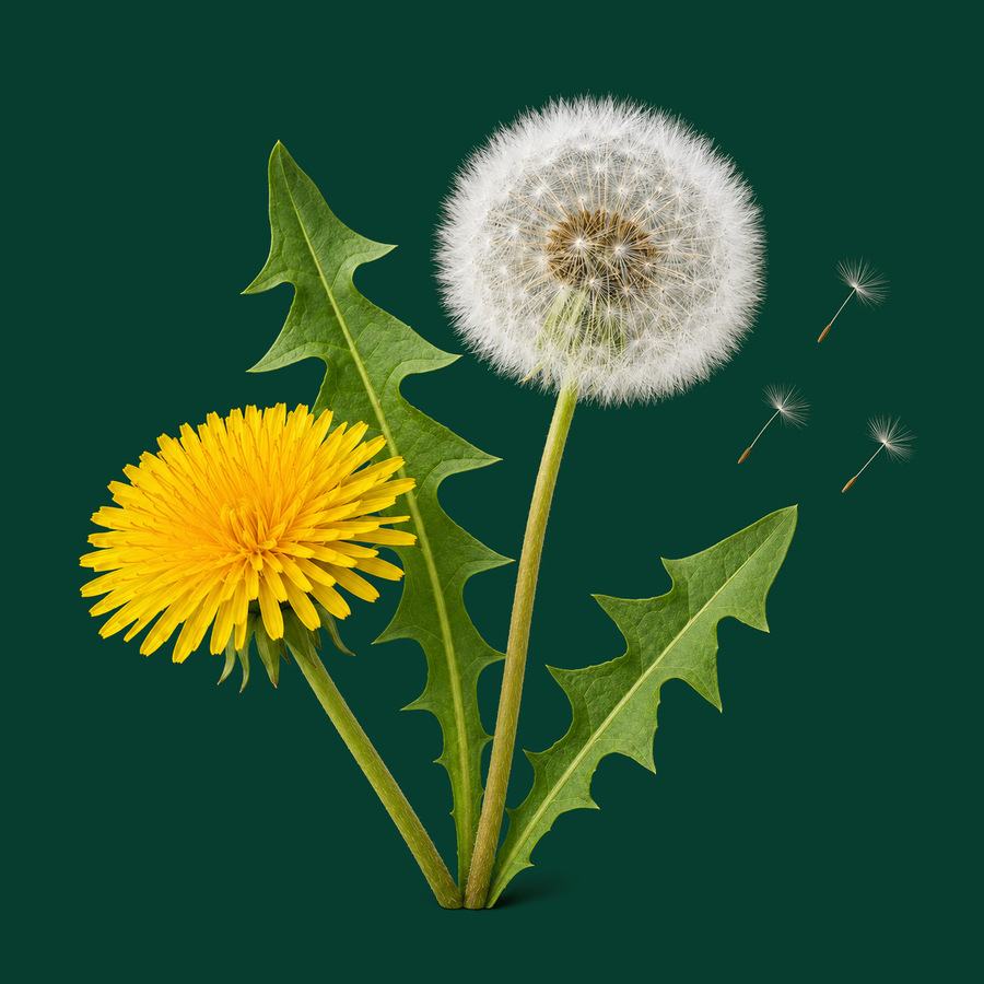 Diente de león